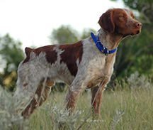 TAZ